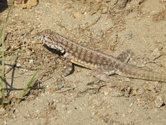 Microlophus peruvianus