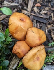 Leratiomyces ceres