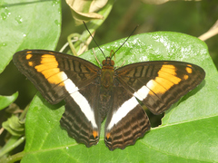 Adelpha malea goyama