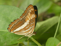 Adelpha malea goyama