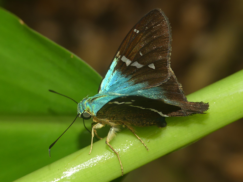 Aguna glaphyrus