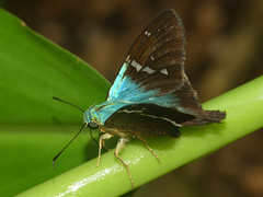 Aguna glaphyrus