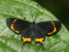 Barbicornis basilis mona