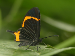 Barbicornis basilis mona