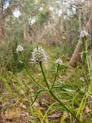 Eryngium pinnatifidum