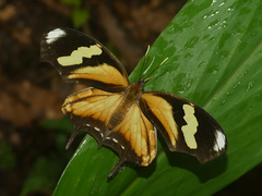 Consul fabius drurii