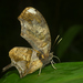 Mariposa Hojarasca Tigre - Photo (c) David Geale, algunos derechos reservados (CC BY-NC), subido por David Geale
