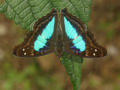 Doxocopa laurentia laurentia