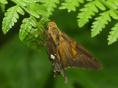 Epargyreus socus