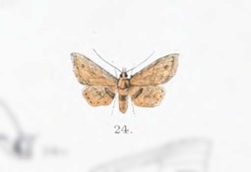 Hypenagonia nigrifascia