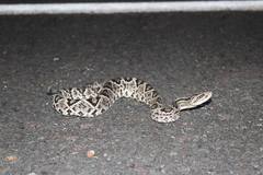 Crotalus durissus ruruima