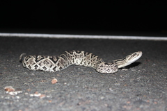 Crotalus durissus ruruima