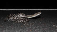 Crotalus durissus ruruima