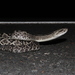Roraima Rattlesnake - Photo (c) Pedro Ferreira Bisneto, some rights reserved (CC BY-NC), uploaded by Pedro Ferreira Bisneto