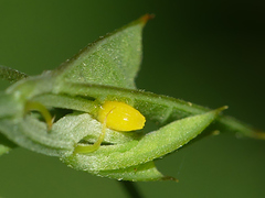 Heliconius erato phyllis
