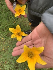 Bidens serrulata