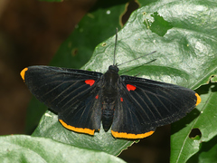Melanis smithiae smithiae