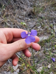 Lobelia tenuior