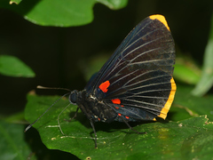 Melanis smithiae smithiae