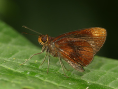 Miltomiges cinnamomea
