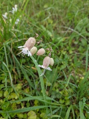 Silene vulgaris