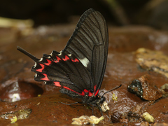 Mimoides lysithous rurik