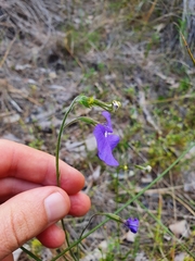 Lobelia tenuior