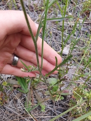 Lobelia tenuior