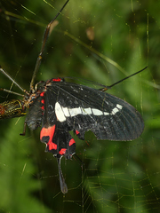 Parides agavus