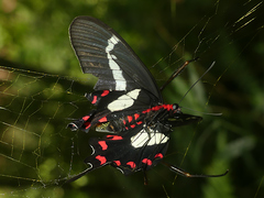 Parides agavus