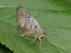 Polygonus leo pallida