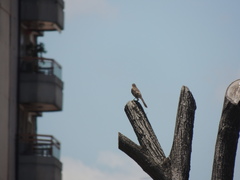 Mimus saturninus