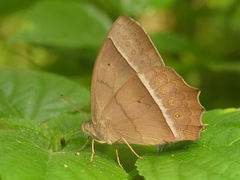 Taygetis tripunctata