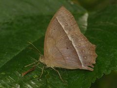 Taygetis tripunctata