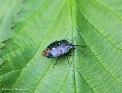 Ditomotarsus punctiventris