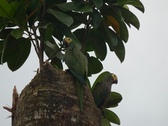 Orthopsittaca manilatus