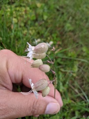 Silene vulgaris