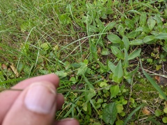 Silene vulgaris