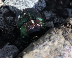 Phanaeus difformis