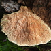 Trametes tenuis - Photo (c) fede2cr, some rights reserved (CC BY), uploaded by fede2cr