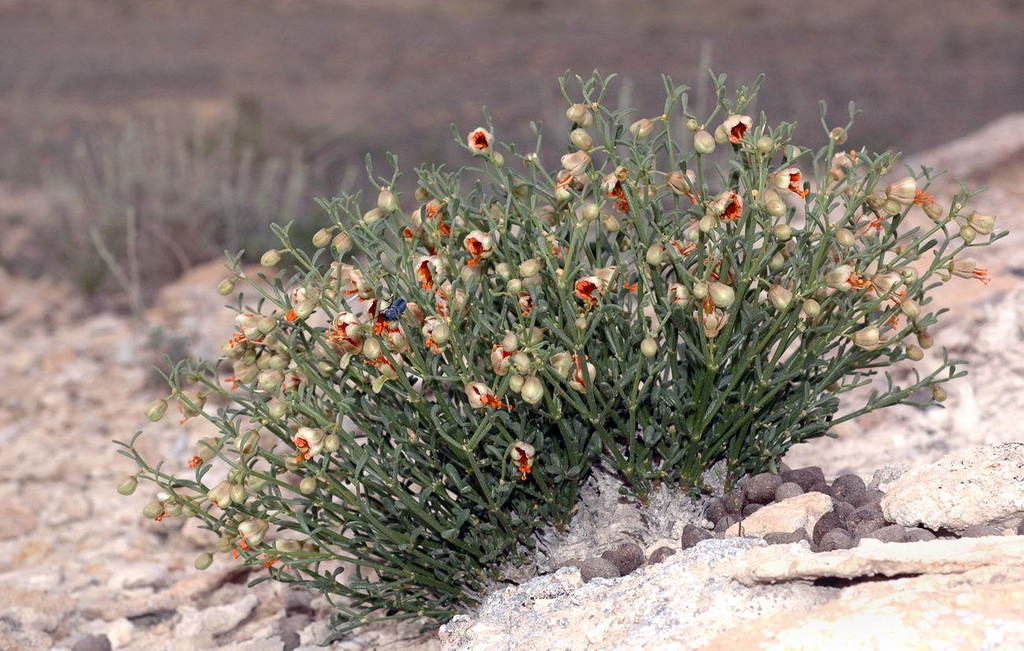 Zygophyllum turcomanicum