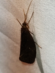 Barypenthus concolor