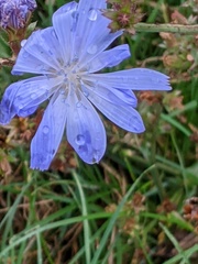 Cichorium intybus