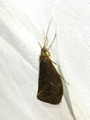 Barypenthus concolor