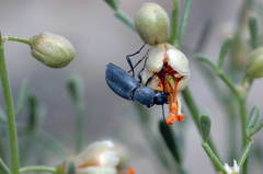 Zygophyllum turcomanicum