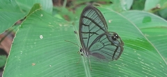 Dulcedo polita
