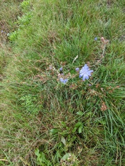Cichorium intybus