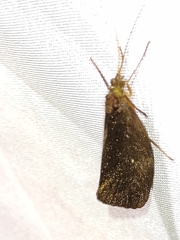 Barypenthus concolor