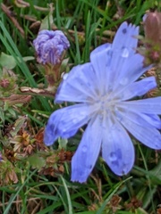 Cichorium intybus