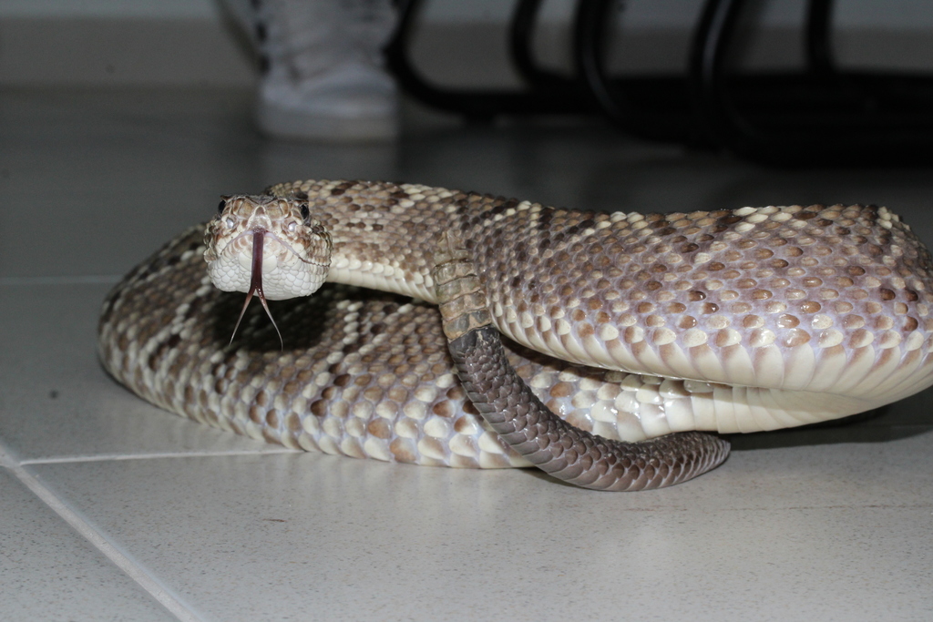 Roraima Rattlesnake from Bonfim - RR, 69380-000, Brasil on October 15 ...
